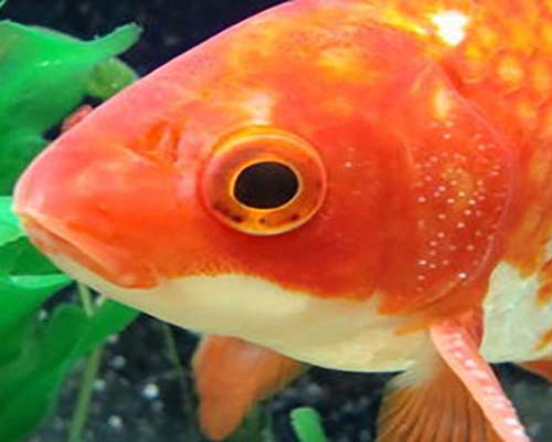 朱文金の特徴と飼い方 Goldfish Dictionary