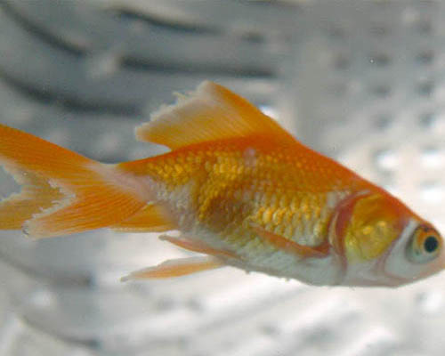 今知っておくべき金魚の病気7選 Goldfish Dictionary