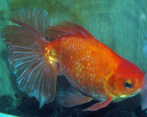 水カビ病の原因と対策 Goldfish Dictionary