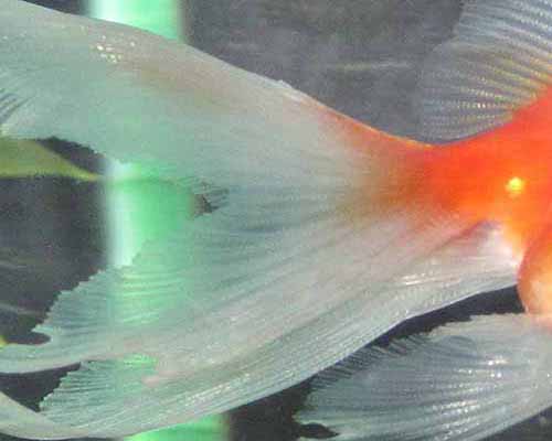 尾ぐされ病の原因と対策 Goldfish Dictionary