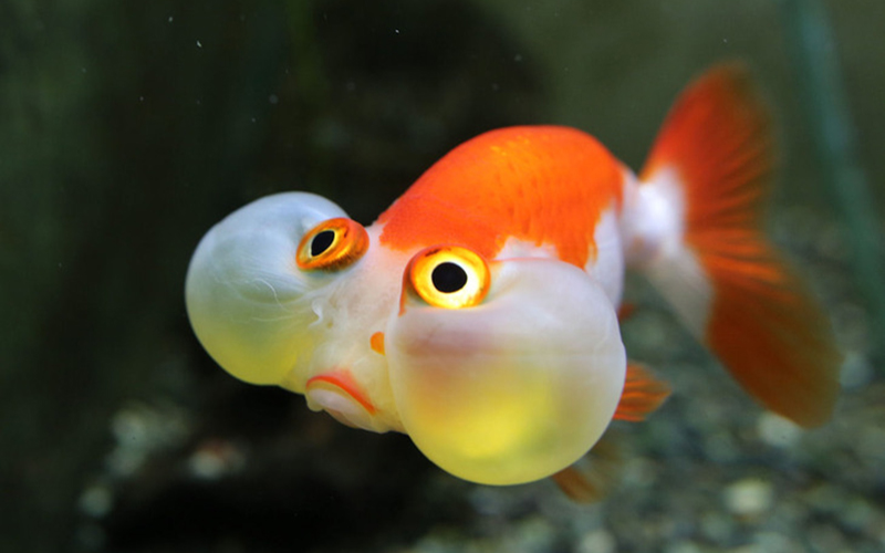 水泡眼の特徴と飼い方 Goldfish Dictionary